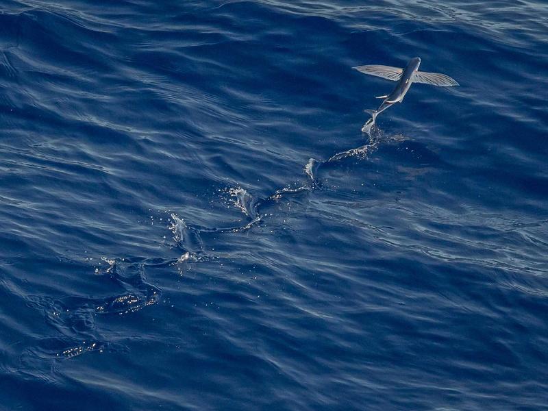 北极VPN<br>抗封锁高匿与翻墙跳板号